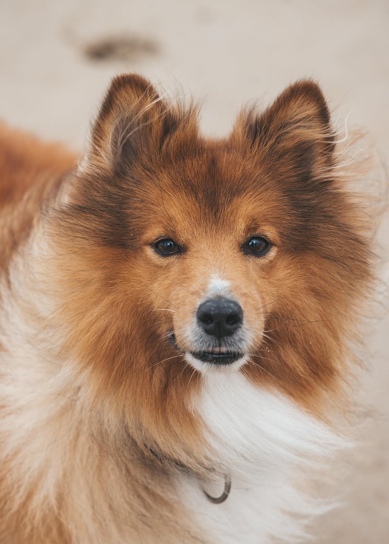 Pet-friendly options